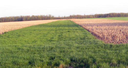 Grassed waterways slow down storm runoff and retain valuable topsoil.
